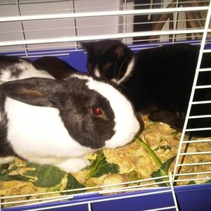 Meet your Posher, Martha